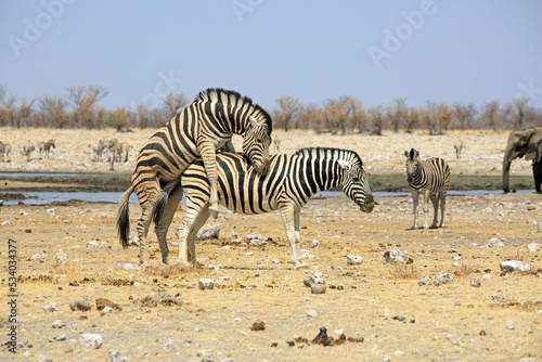 Zebras Mating - while another zebra and an elephant watch in Etosha National Park  Namibia