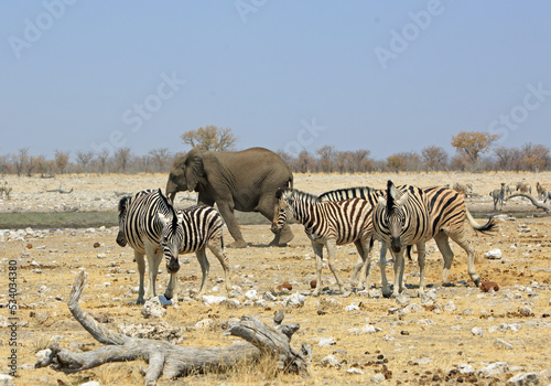 A small herd of Burchells Zebra walking near a waterhole  with a solitary large adult elephant in the background.  Rietfontein  Etosha National Park  Namibia