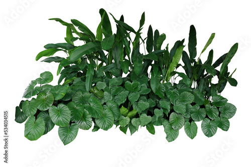 Tropical landscaping garden shrub with various types of green leaves plants, bush of lush foliage plant (Homalomena, Heliconia, Alocasia Chinese taro)