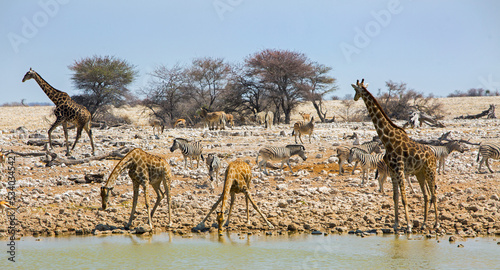 Okaukeujo Waterhole with many animals drinking in the mid day sun -  Etosha National Park  Namibia