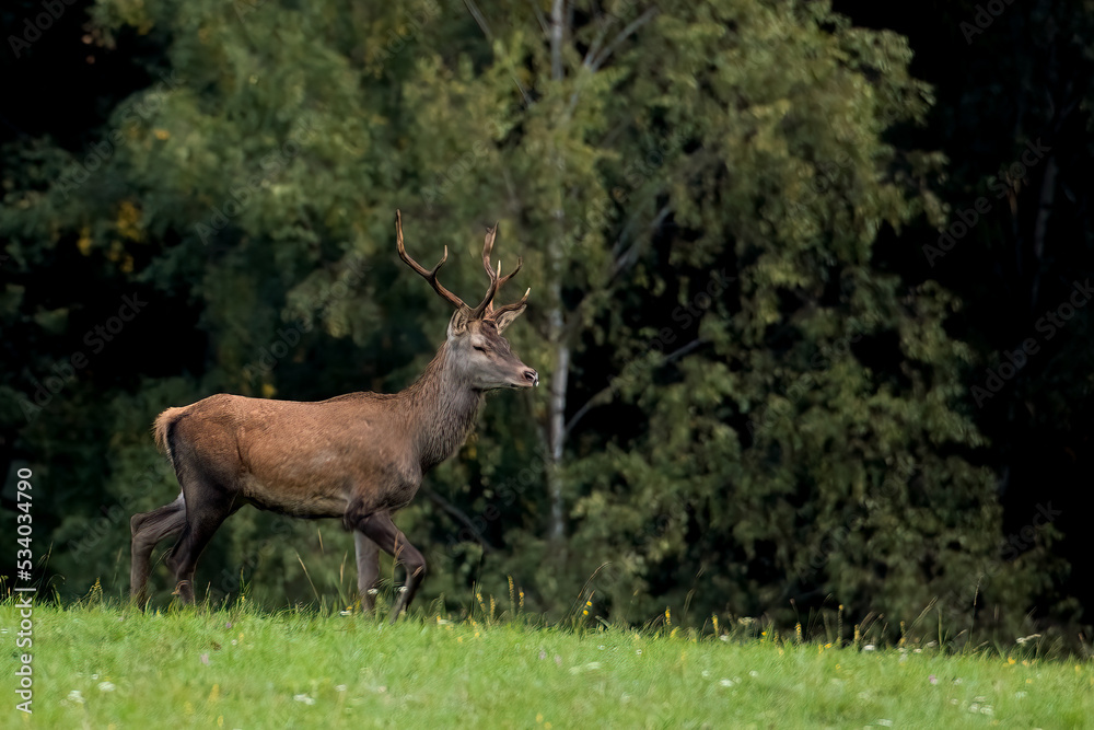 deer in the meadow in the morning sun deer in the meadow in the morning sun