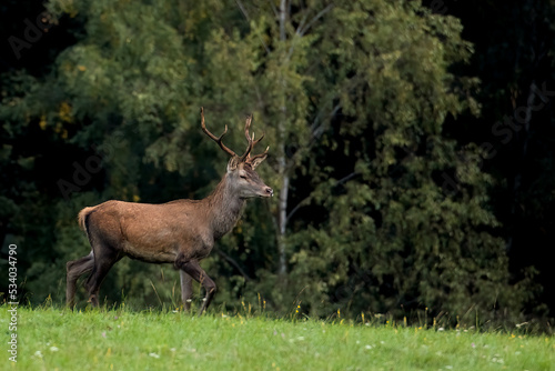 deer in the meadow in the morning sun