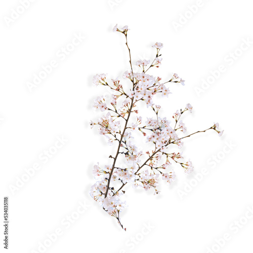 cherry blossoms on a transparent background