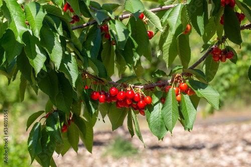 Fresh cherry fruit in cherry tree, Kemalpasa / Turkey