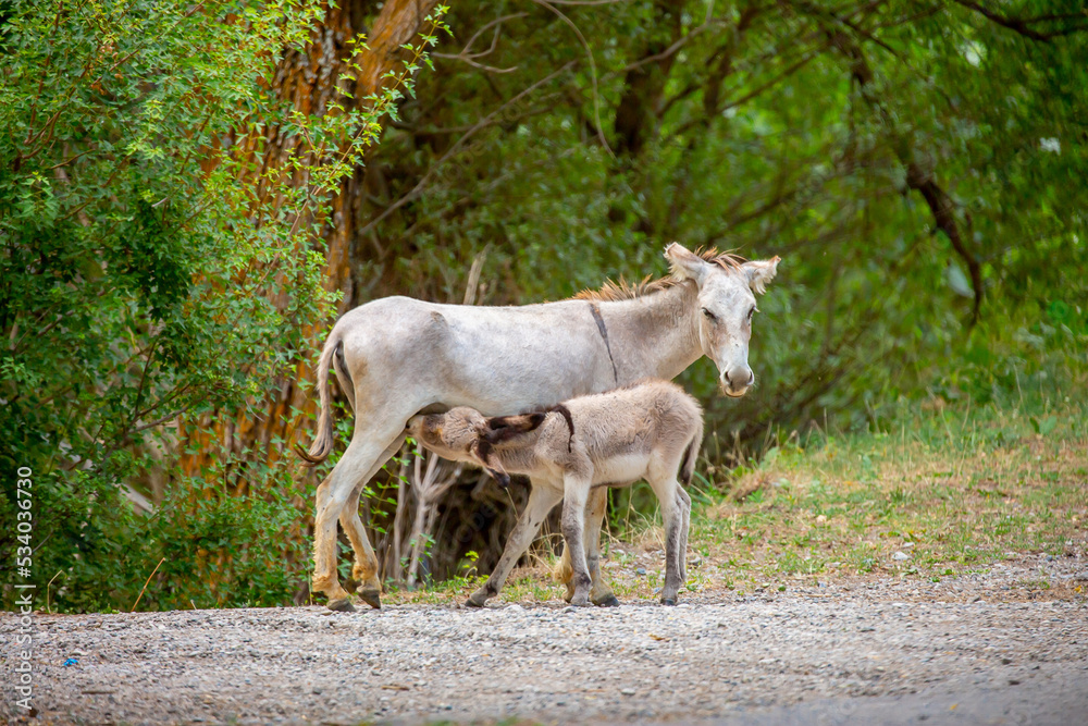 Donkey grazing on a green meadow. Herd of donkeys in the pasture, hardy animals in agriculture. Livestock in the mountains. Donkey grazing on a green meadow. Herd of donkeys in the pasture, hardy animals in agriculture. Livestock in the mountains.
