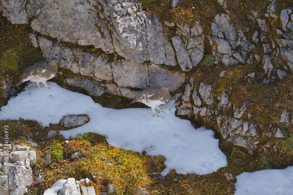 Wild Alps, fine art portrait of a pair the rock ptarmigan, Lagopus muta, stone background