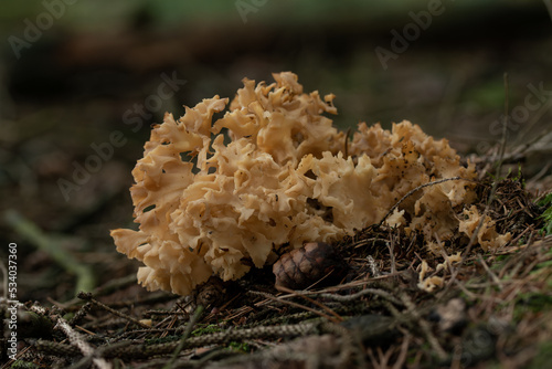 beautiful mushroom in the forest