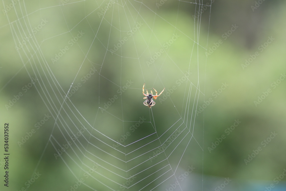 Spinne im Netz Spinne im Netz
