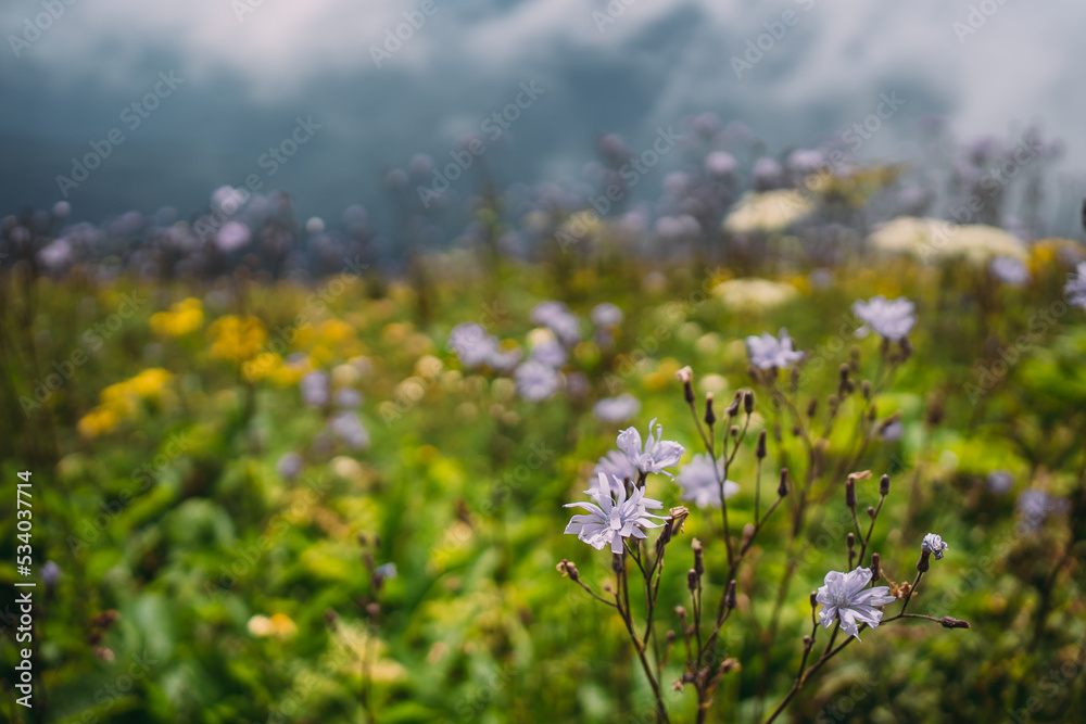 lilac flowers on a mountain meadow