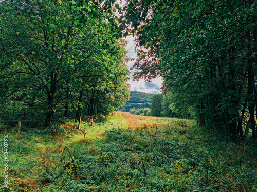 field between forests