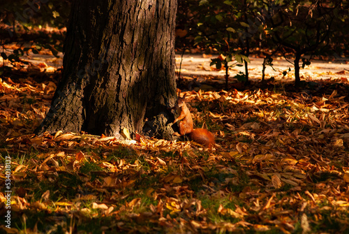 Autumn in the park