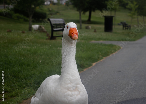 Duck Body