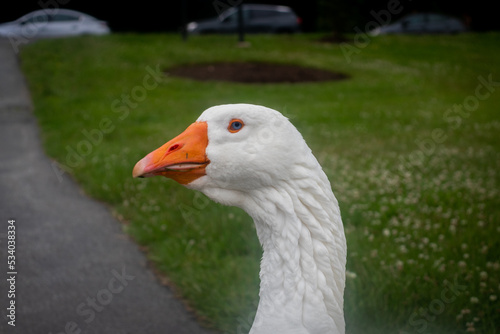 Duck Head