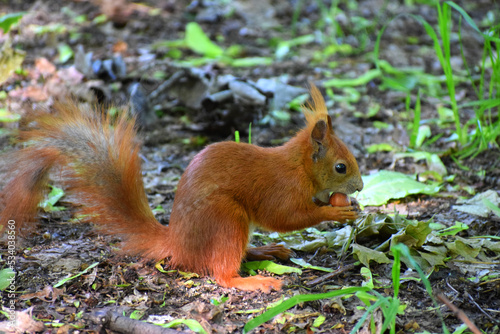 Squirrel in the park summer day © zetat
