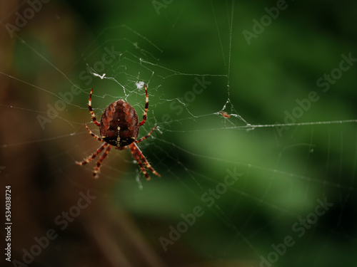 Garden spider in a cobweb macro close up shot 