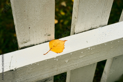 the yellow autumn leaf on the picket fence photo