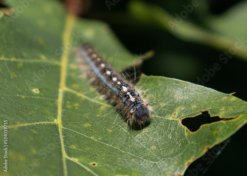 caterpillar on a leaf