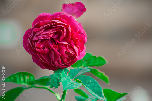 Beautiful red rose in a garden flower