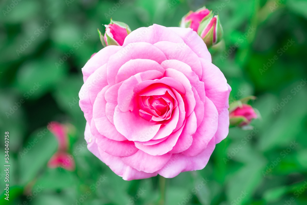 Pink roses in the garden. Floral summer background..