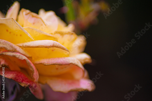 Beautiful gold rose in a garden flower