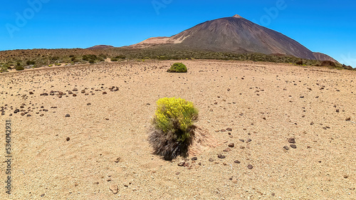 Yellow flixweed on desert plain La Canada de los Guancheros with scenic view on volcano Pico del Teide, Mount El Teide National Park, Tenerife, Canary Islands, Spain, Europe. Riscos de la Fortaleza photo