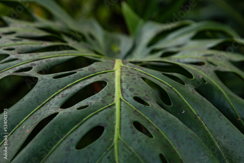 Close up of Monstera leaf in the forest on Madeira island