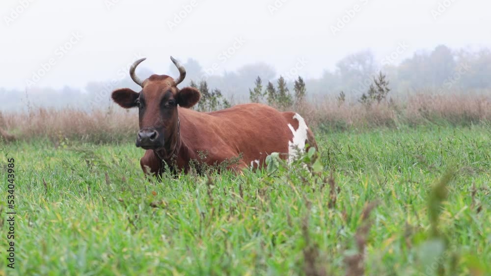 Domestic Cow Lies in Meadow on Green Grass. Dairy Cattle Grazing In Meadow Domestic Cow Lies in Meadow on Green Grass. Dairy Cattle Grazing In Meadow