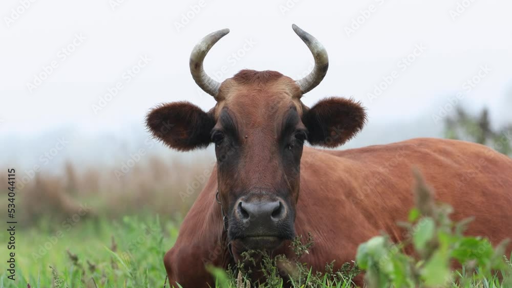 Domestic Cow Lies in Meadow on Green Grass. Cow Chews. Dairy Cattle Grazing In Meadow Domestic Cow Lies in Meadow on Green Grass. Cow Chews. Dairy Cattle Grazing In Meadow