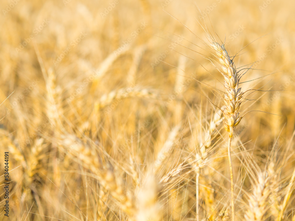 Yellow field of agriculture with ripe wheat, farming Yellow field of agriculture with ripe wheat, farming