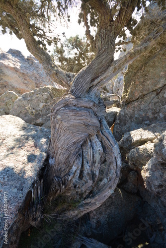 Ginepro fenicio, Juniperus phoenicea photo