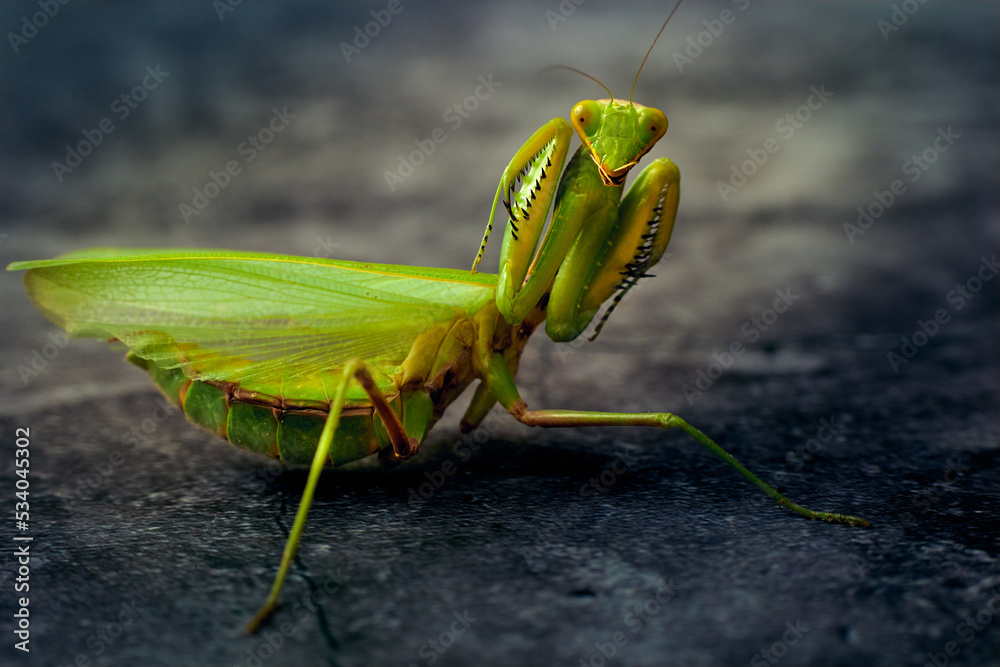 Portrait large green praying mantis attacking stance on a darck background Portrait large green praying mantis attacking stance on a darck background