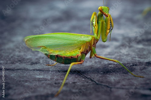 Portrait cute large green praying mantis attacking stance on a darck background