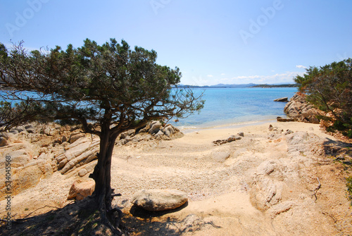 Ginepro fenicio, Juniperus phoenicea © Fabio Presutti