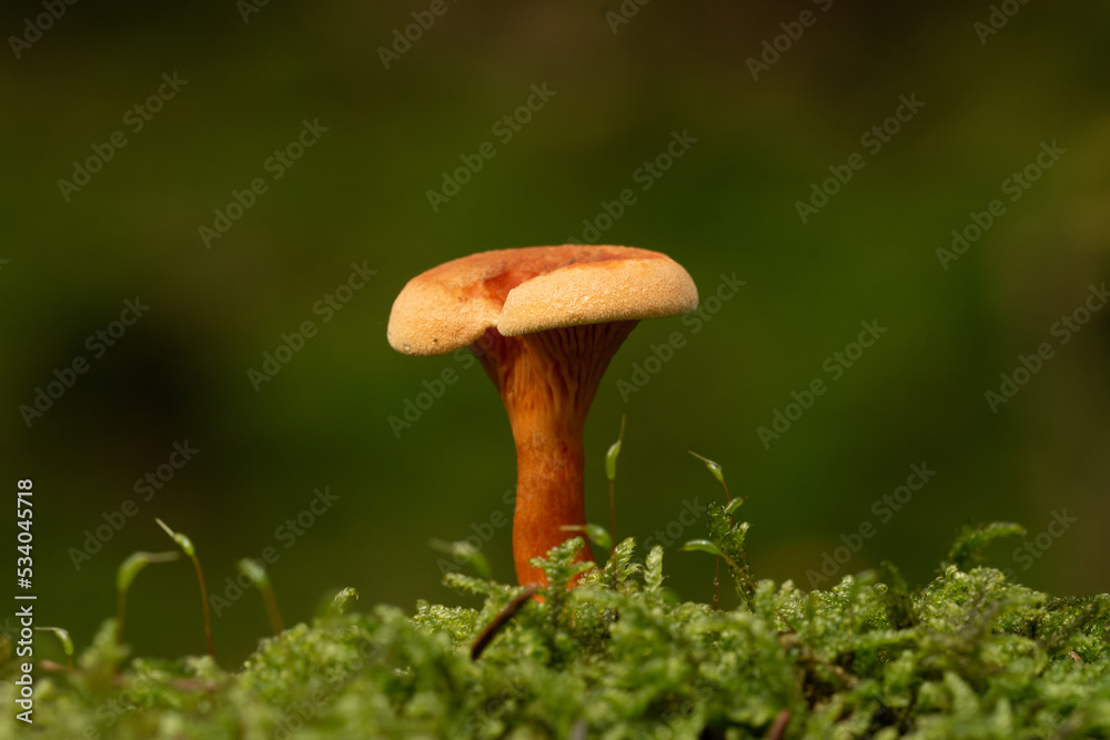 Fototapeta premium beautiful mushroom in the forest