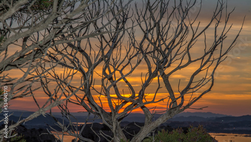 Ginepro fenicio, Juniperus phoenicea photo