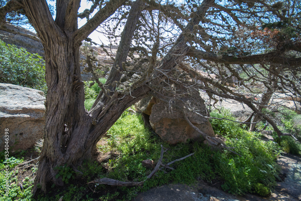 Juniperus phoenicea, ginepro fenicio Juniperus phoenicea, ginepro fenicio
