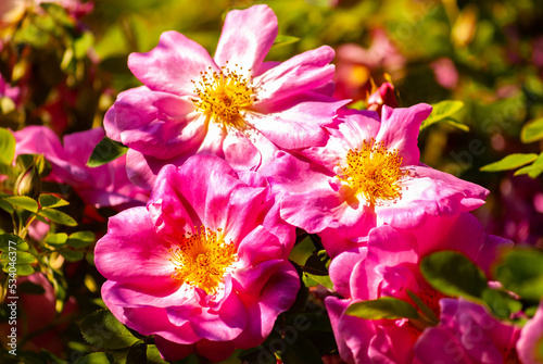 Róża Rdzawa, Rosa rubiginosa photo