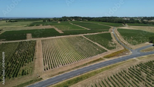 Vineyards near Bordeaux. Panoramic High quality 4k footage