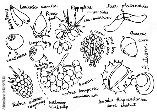 Autumn berries and fruits set. Collection of raspberry, blueberry, thistle, pine cone, rowan, chestnut, acer, acorn, sea buckthorn design. Hand drawn vector illustration