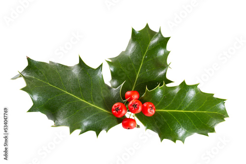 holly berries and leaves