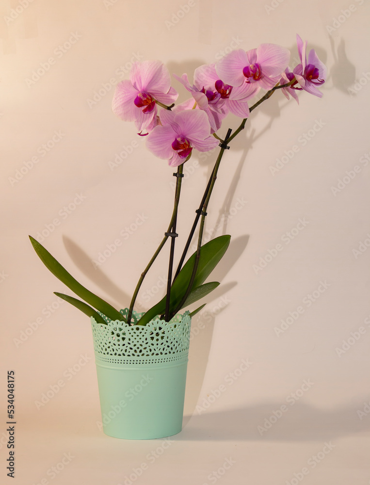 Beautiful tropical purple orchid flower in a light green pot on a light background.