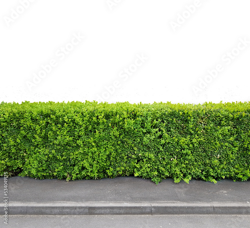 Fotografia, Obraz decorative trimmed bush as sidewalk element isolated on transparent background