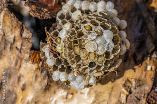 Closeup of larvae in a wasps nest.