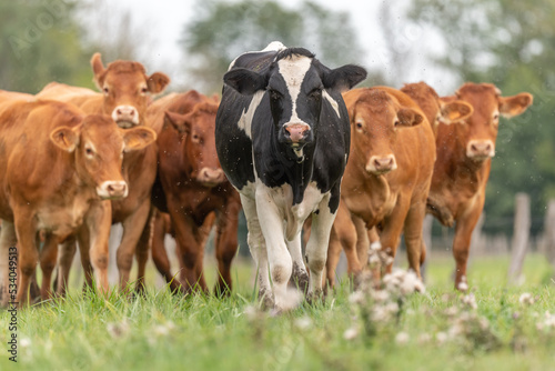 Herd of cows in pasture at end of summer.