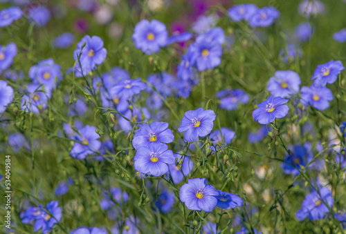 blue common flax flowers in a garden