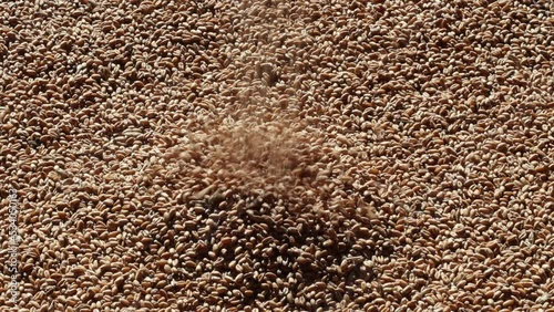 Grain close-up, the sun illuminates the golden grain.