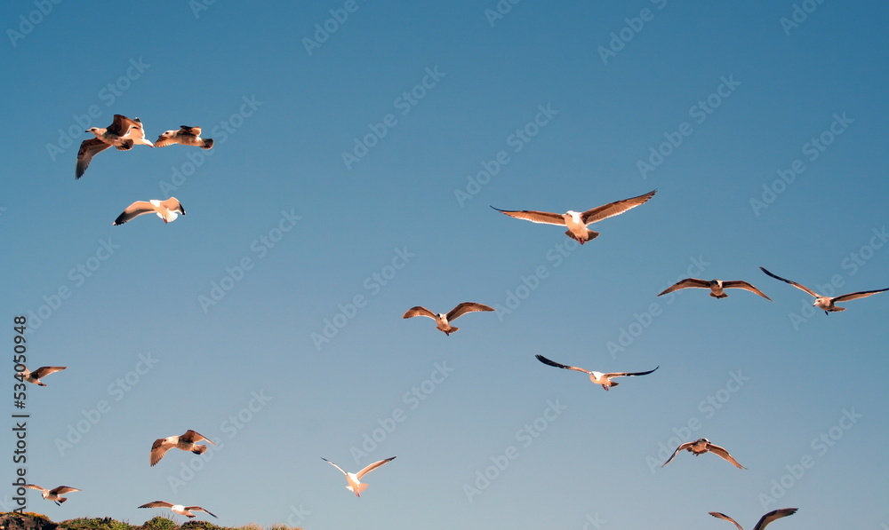 Fototapeta premium birds in flight
