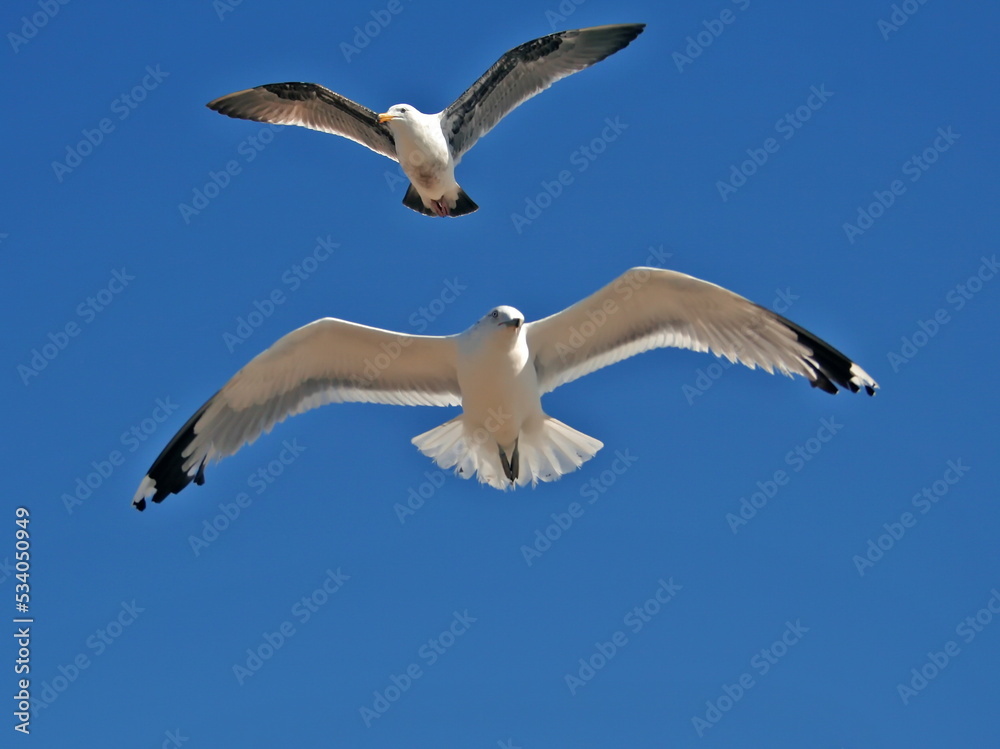 Fototapeta premium seagull couple in flight