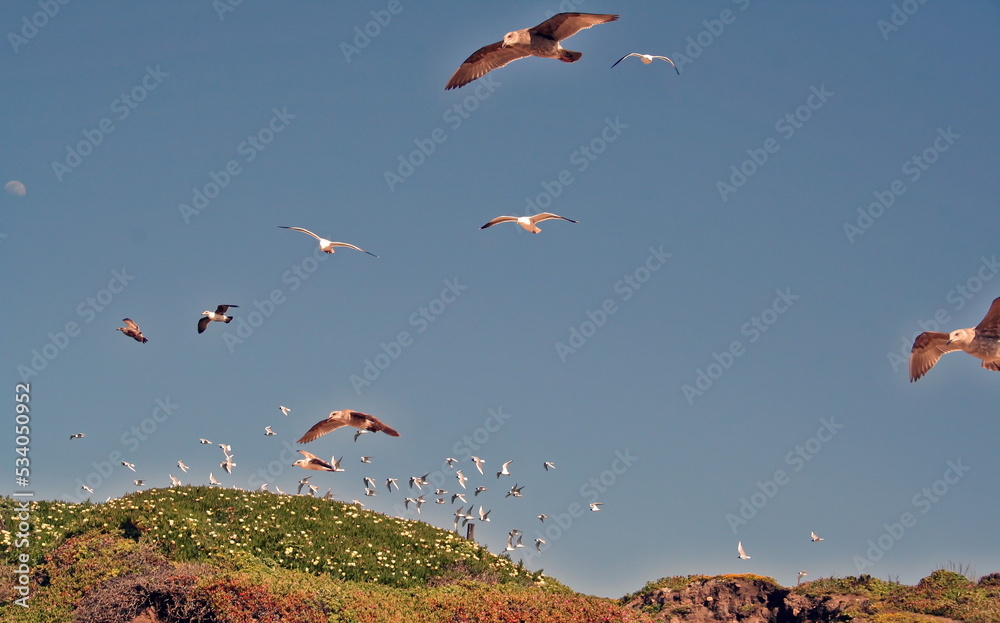 sea gulls in the sky