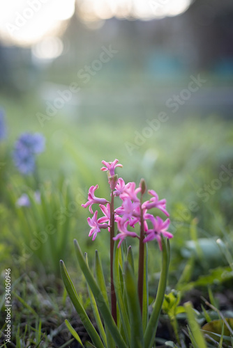Hyacinthus. Pink hyacinth in a flower bed  in the rays of the setting sun. Spring. Background with bokeh. Selective focus